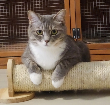 pexels-cats-coming-978555