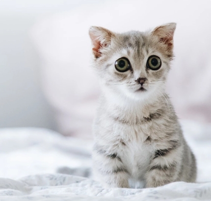 pexels-tranmautritam-2061057