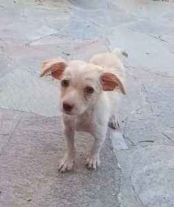 Κουτάβι Μόρια