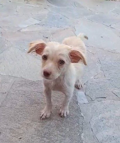 Κουτάβι Μόρια