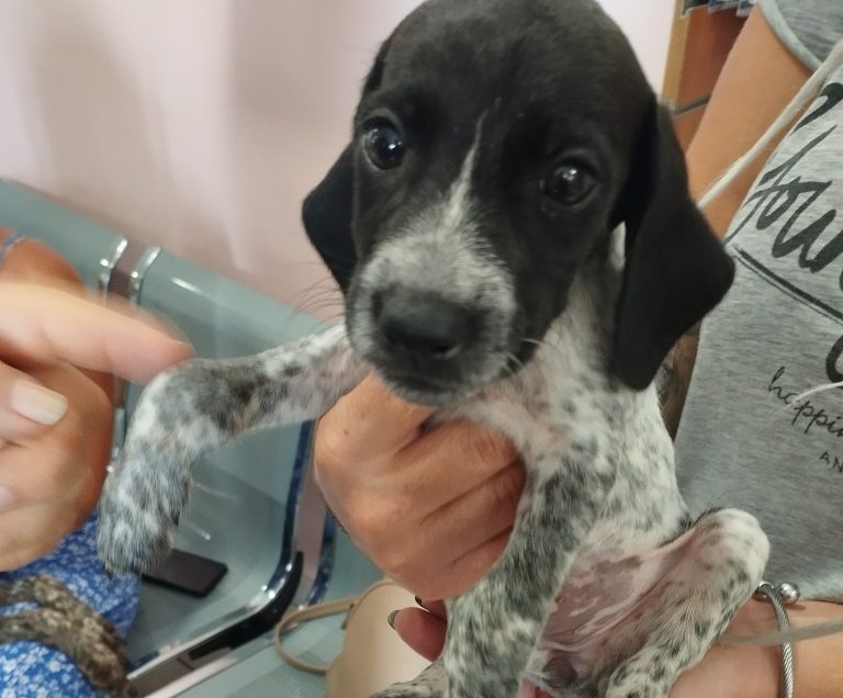 Κουτάβι Δρώτα