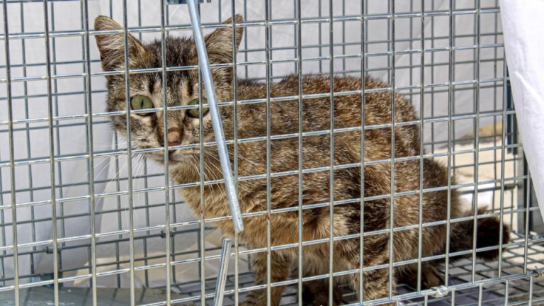 ΣΤΕΙΡΩΣΕΙΣ-1-960x540