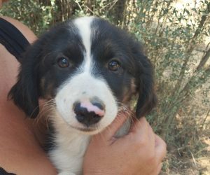 Κούταβος Πλωμάρι