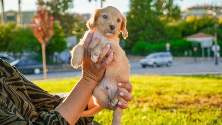 Στατιστικά στοιχεία για τη διαχείριση των αδέσποτων ζώων ...
