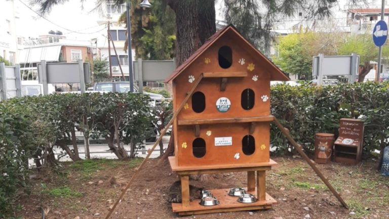 Υλοποίηση δράσης μαζικών στειρώσεων αδέσποτων γατών από τ...